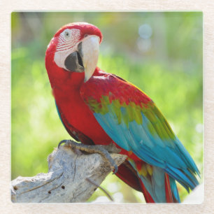 Macaw sitting on branch glass coaster