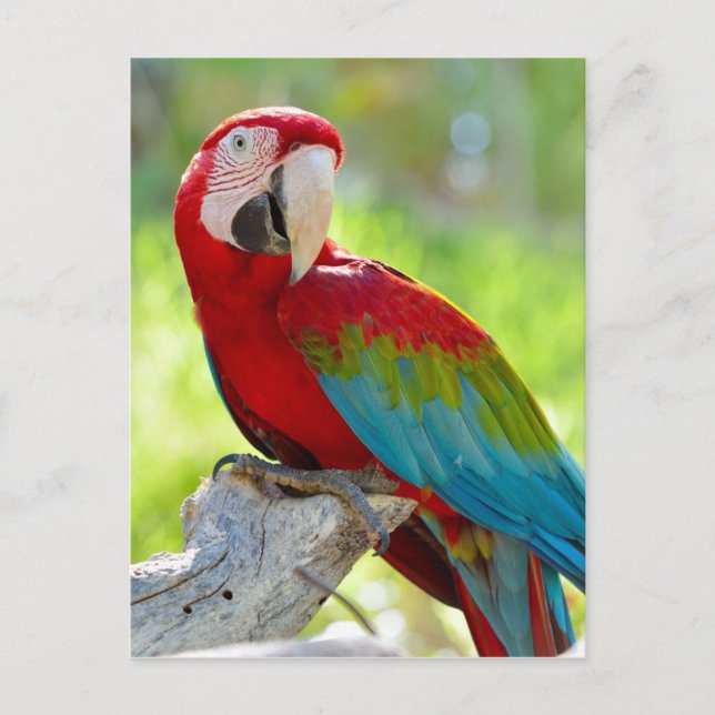 Macaw sitting on branch postcard (Front)