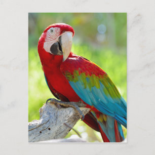 Macaw sitting on branch postcard