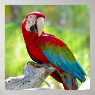Macaw sitting on branch poster