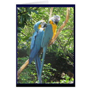 Macaws