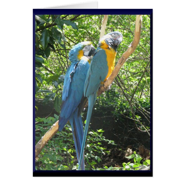 Macaws (Front)
