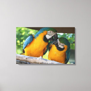Macaws Canvas Print