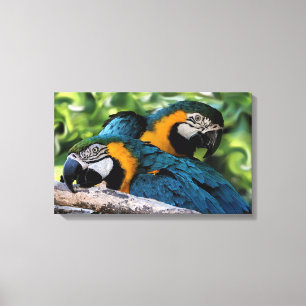 Macaws Canvas Print