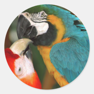 Macaws Classic Round Sticker