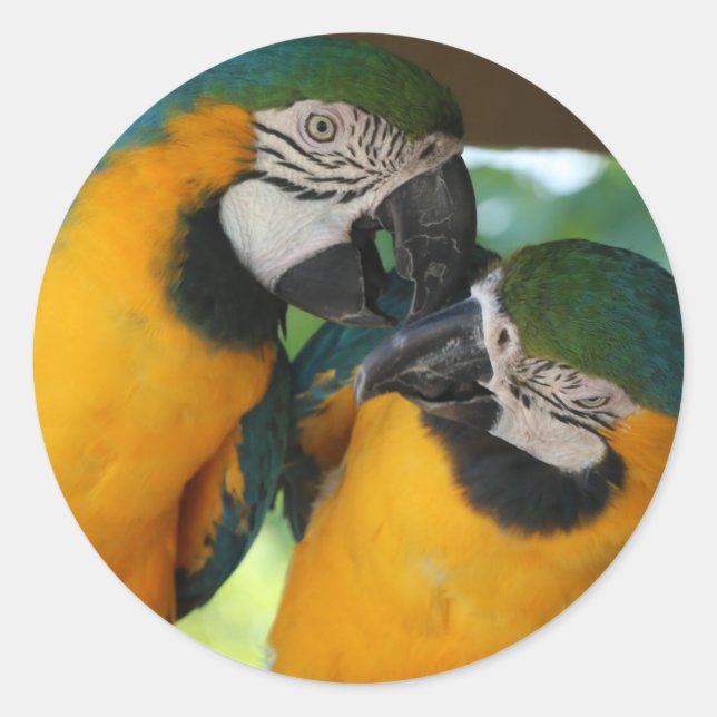 Macaws Classic Round Sticker (Front)