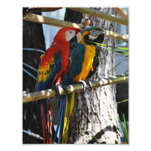 Macaws in Key West Photo Print
