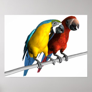 Macaws in Love Poster