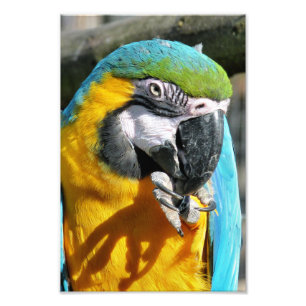 MACAWS PHOTO PRINT