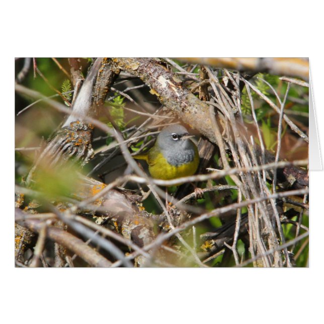 MacGillivray's Warbler (Front Horizontal)