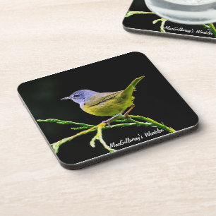 MacGillivray's Warbler Coaster
