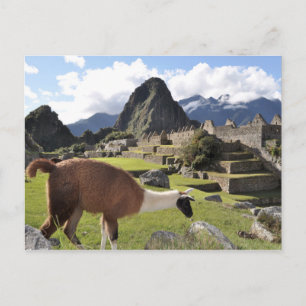 Machu Picchu Postcard