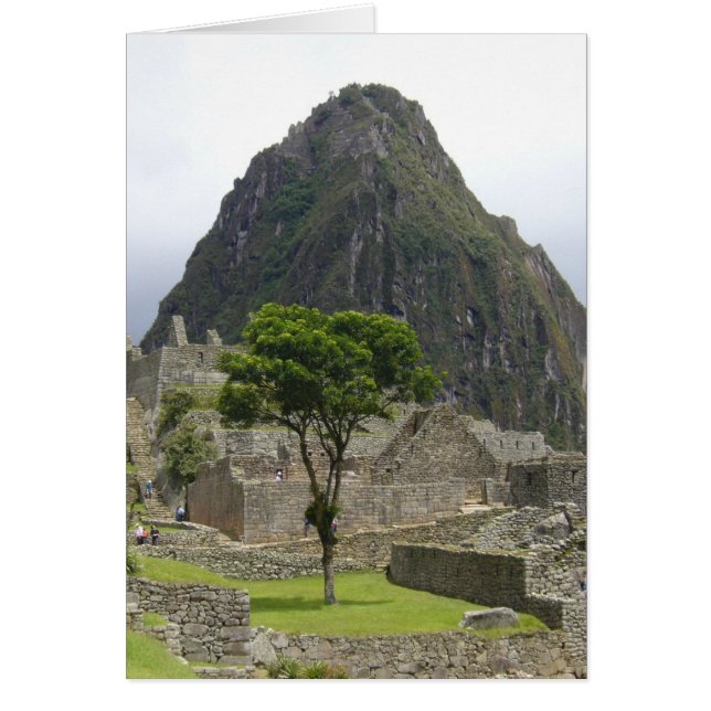 machu picchu tree (Front)