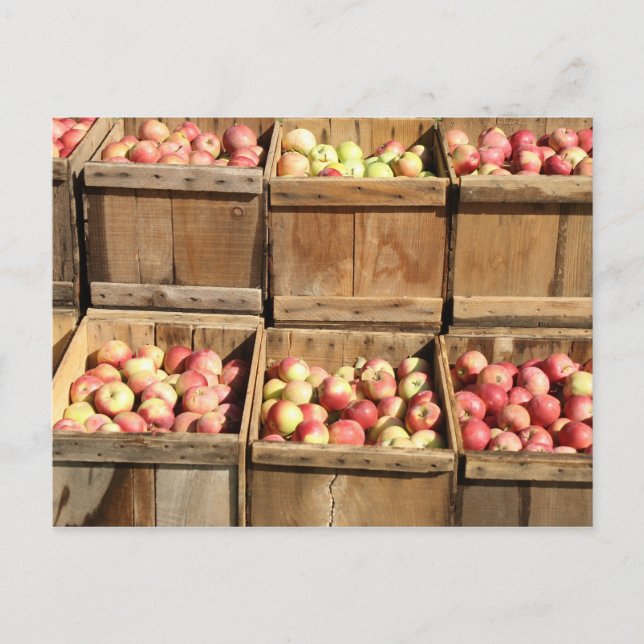 Macintosh Apples By The Crate Postcard (Front)