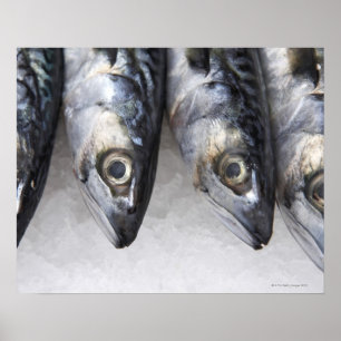Mackerel fish, fresh catch of the day poster