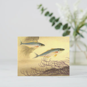 Mackerel Fish in the Ocean, Vintage Japonisme Art Postcard
