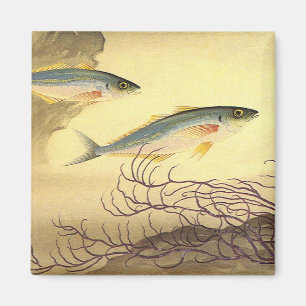 Mackerel Fish Swimming in the Ocean Magnet