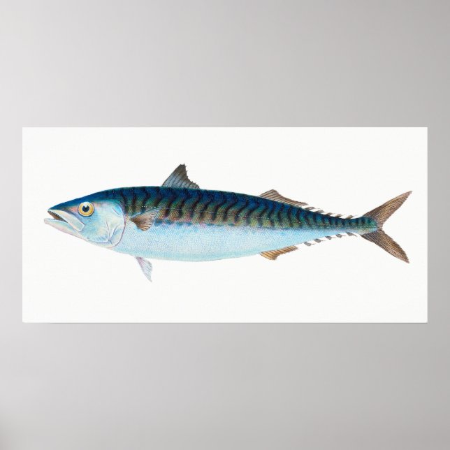 Mackerel fish vintage art poster (Front)