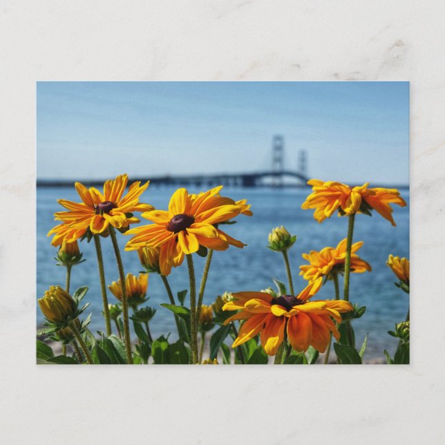 Mackinac Bridge Black Eyes Postcard (Front)