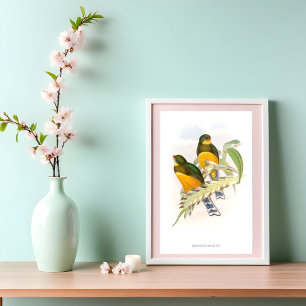 Macklot’s Trogon (1850-1883) Poster