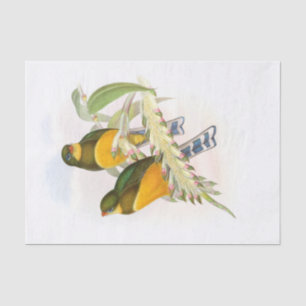 Macklot’s Trogon, Decoupage Tissue Paper