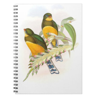 Macklot’s Trogon, Notebook