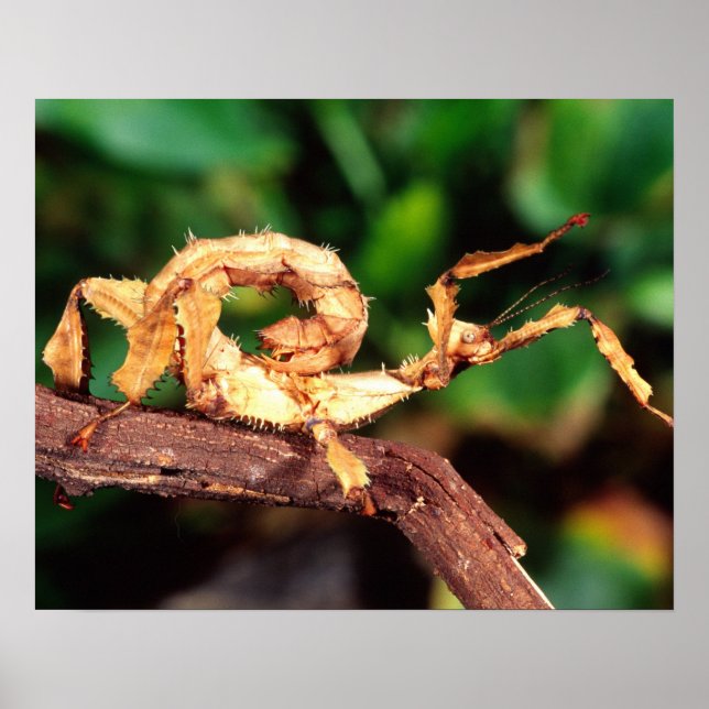 Macleay's Specter (Spiney Stick Insect), Poster (Front)