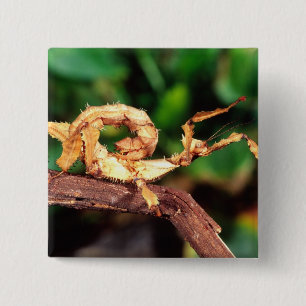 Macleay's Spectre (Spiney Stick Insect), 15 Cm Square Badge