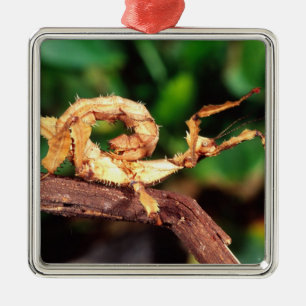 Macleay's Spectre (Spiney Stick Insect), Metal Tree Decoration