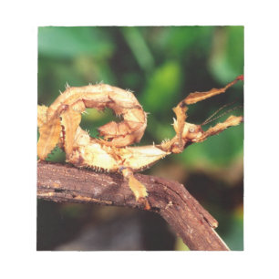 Macleay's Spectre (Spiney Stick Insect), Notepad