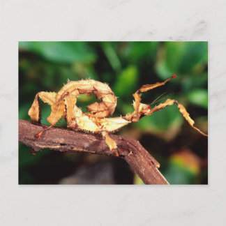 Macleay's Spectre (Spiney Stick Insect), Postcard