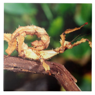 Macleay's Spectre (Spiney Stick Insect), Tile