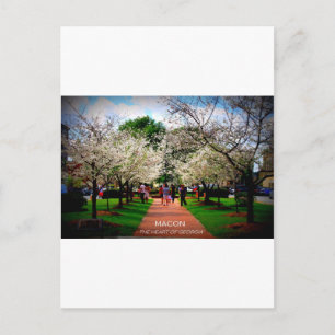 Macon, Georgia Postcard