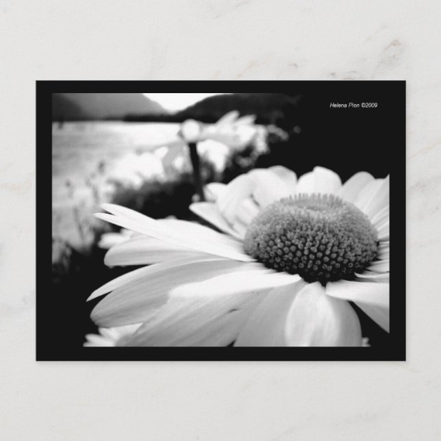 Macro B&W Flower By River Postcard (Front)