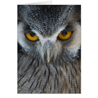 Macro Black and White Owl