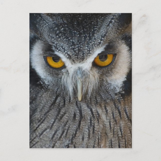Macro Black and White Owl Postcard (Front)