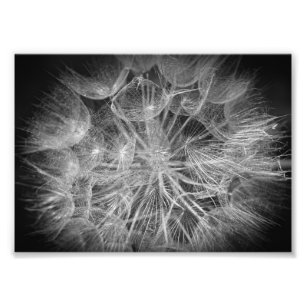 Macro Black and White Puff Flower Photo Print