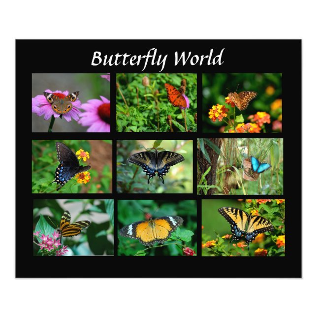 Macro Butterflies Photo Enlargement (Front)