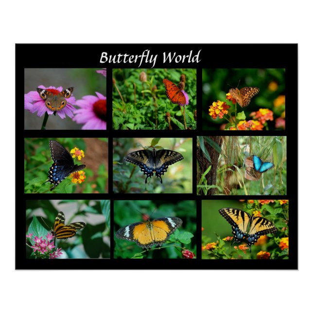 Macro Butterflies Photo Enlargement Poster (Front)
