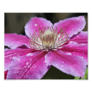 Macro Close Up of Pink Clematis Flower Photo Print