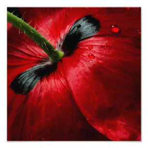 macro close up photography rose photo print