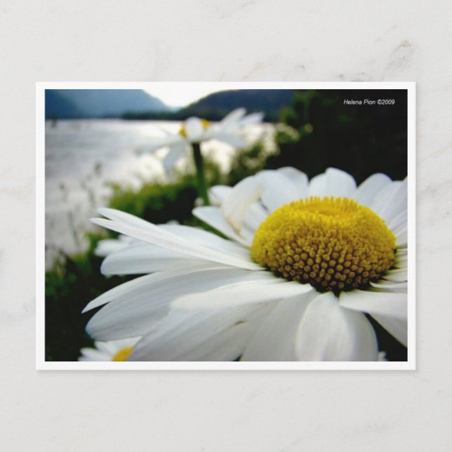 Macro Daisy By River Postcard (Front)
