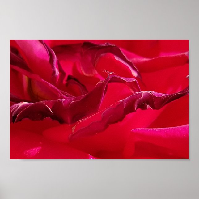 Macro Dying Red Rose Poster (Front)