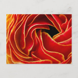 Macro flower abstract at Flower Fields Postcard