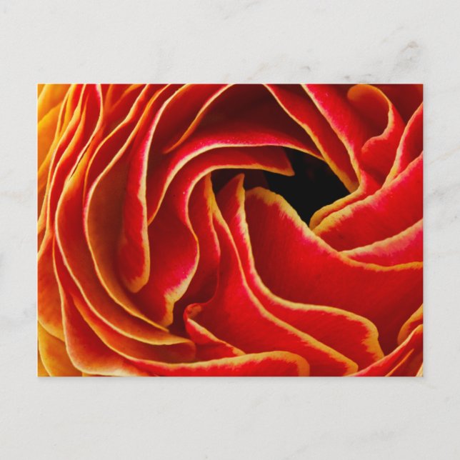 Macro flower abstract at Flower Fields Postcard (Front)