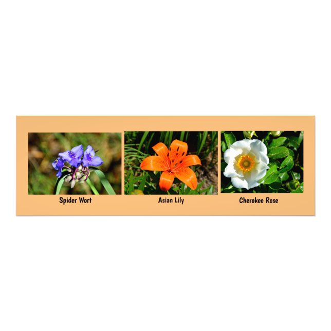 Macro flowers Photo Enlargement Print (Front)
