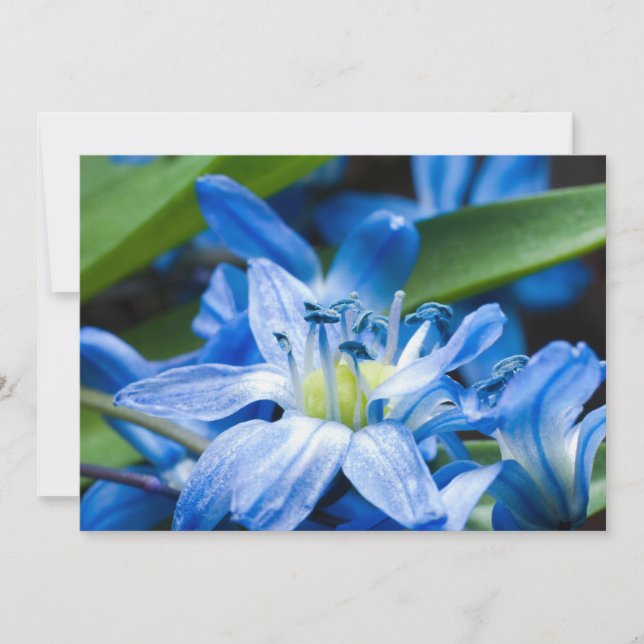 Macro fo blue snowdrop flower (Front)