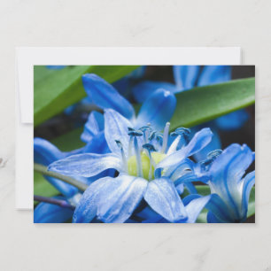 Macro fo blue snowdrop flower