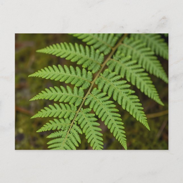 Macro Forest Fern Leaf Lush Green Nature  Postcard (Front)
