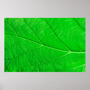 Macro green leaf ecology plant background poster